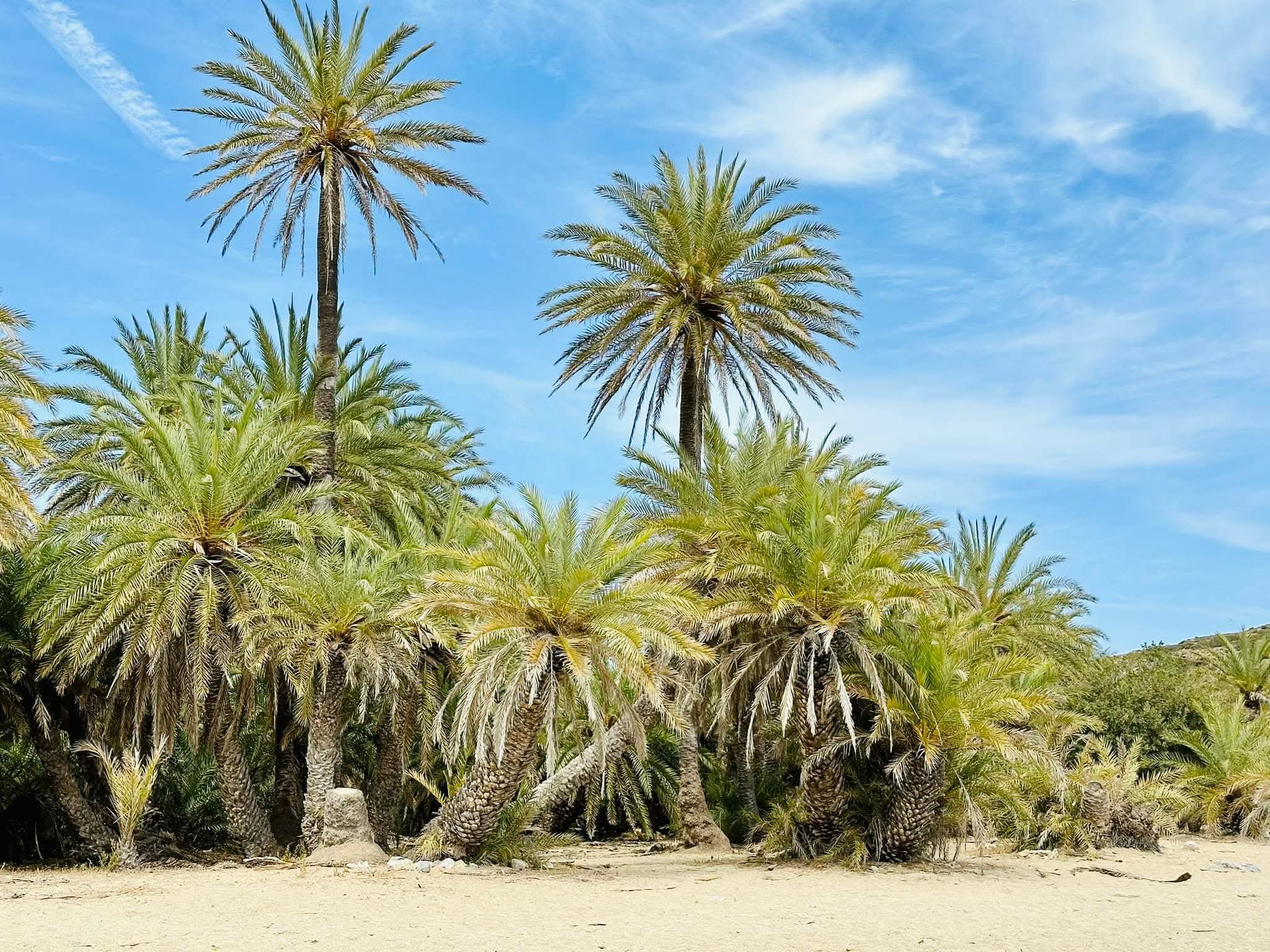 The Theophrastus palm forest of Vai against a blue sky, east Crete