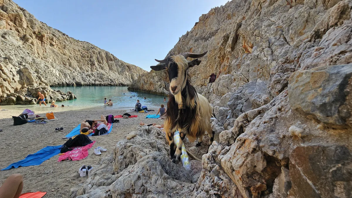 Share the beach with local goats.
